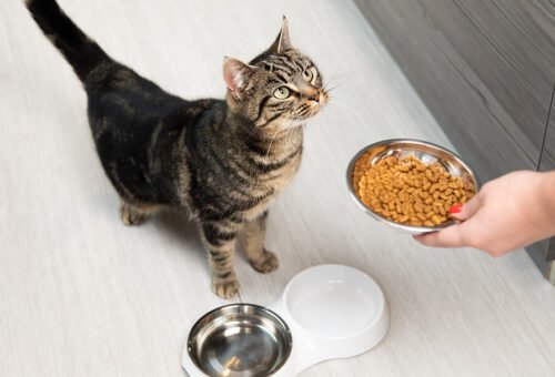 How Much Should You Really Feed Your Cat? Debunking the “Free Feeding” Habit