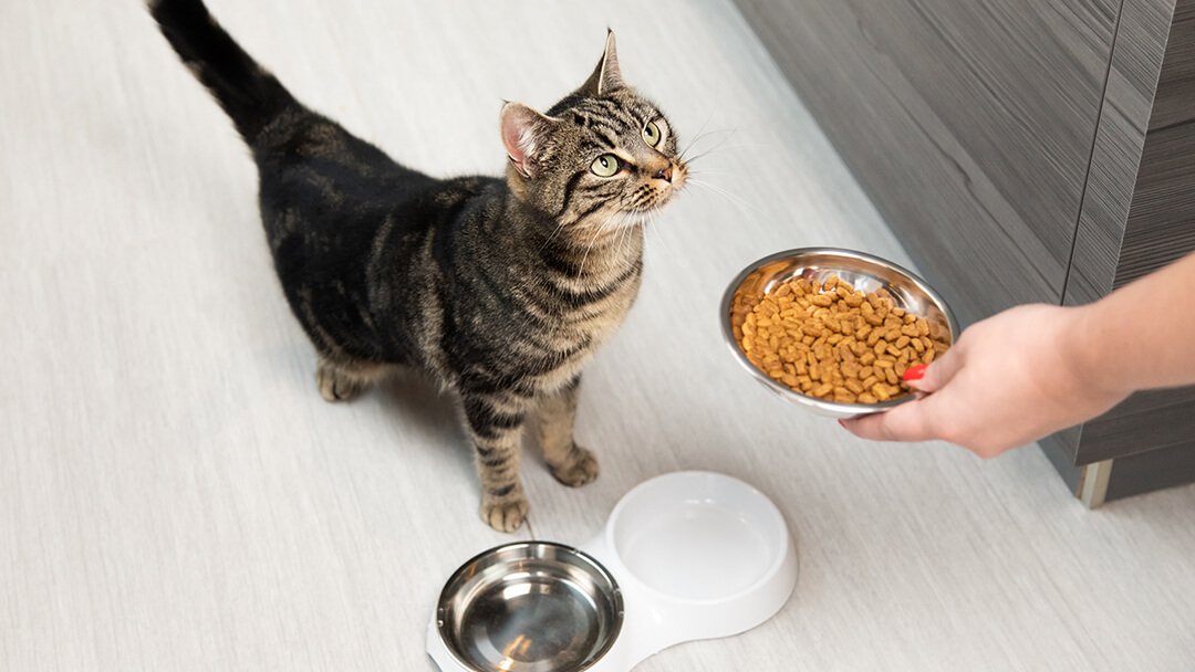 How Much Should You Really Feed Your Cat? Debunking the “Free Feeding” Habit