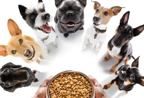 What Nutrients Do Dogs Actually Need?