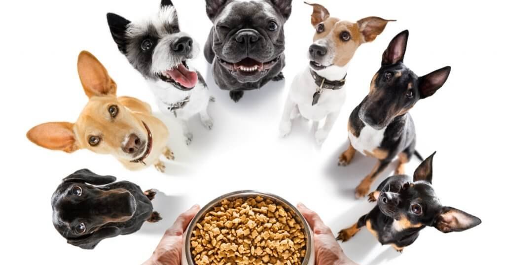 What Nutrients Do Dogs Actually Need?