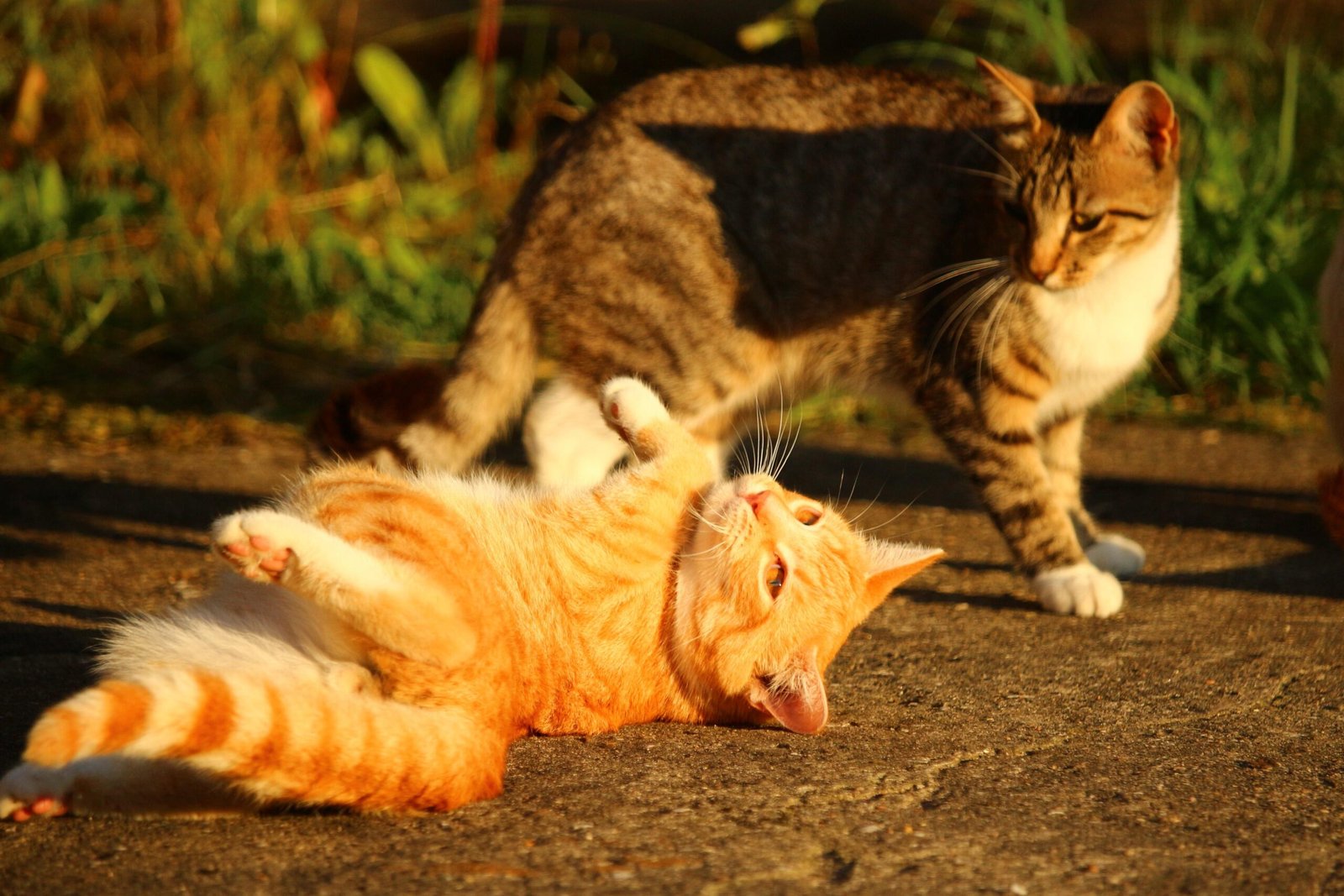 cat nutrition and healthy feeding
