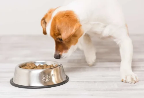 Why Some Dogs Refuse Food: Beyond Picky Eating
