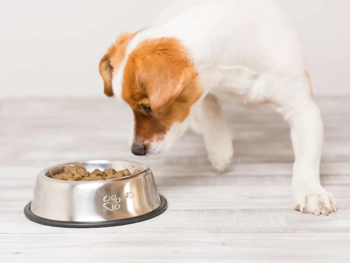 Why Some Dogs Refuse Food: Beyond Picky Eating