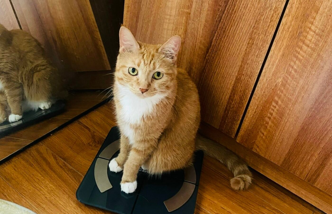 Your Pet’s Appetite Is More Than an Empty Bowl