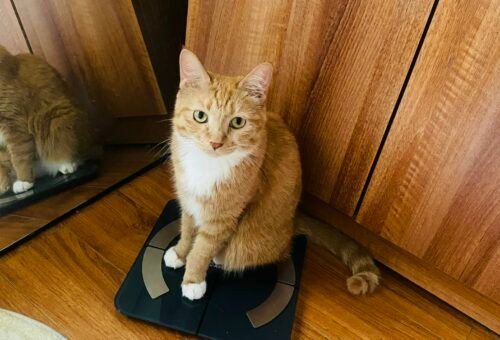 Your Pet’s Appetite Is More Than an Empty Bowl