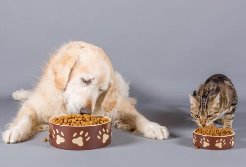 Essential Nutrients Cats Need That Dogs Don’t: Understanding Obligate Carnivores