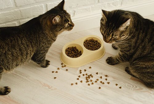 Reading Cat Food Labels: What “Complete and Balanced” Actually Means