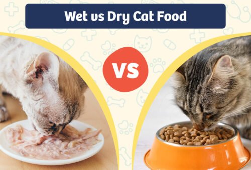 Wet vs. Dry Cat Food: Which Is Better for Your Cat?