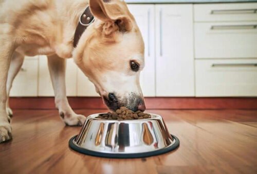 How Much Should You Feed Your Dog? 5 Simple Tips