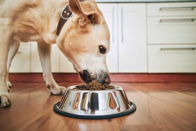 How Much Should You Feed Your Dog? 5 Simple Tips