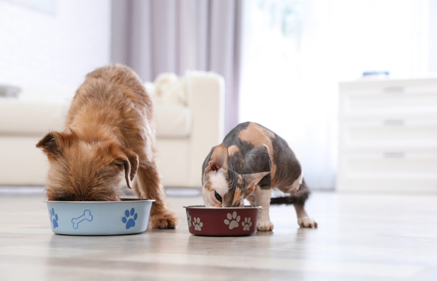 Why Feeding Your Pet Is More Than Just Filling a Bowl