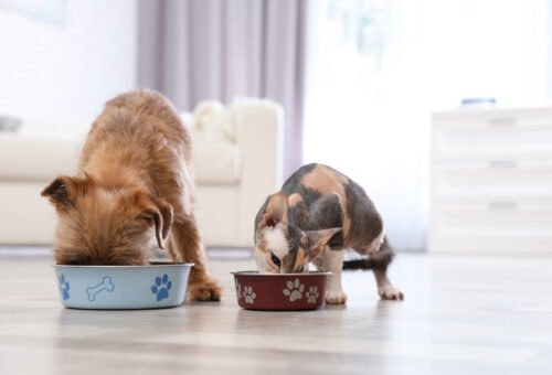 Why Feeding Your Pet Is More Than Just Filling a Bowl