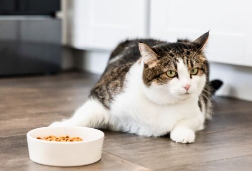 Cat Appetite Changes: What Should You Notice First?