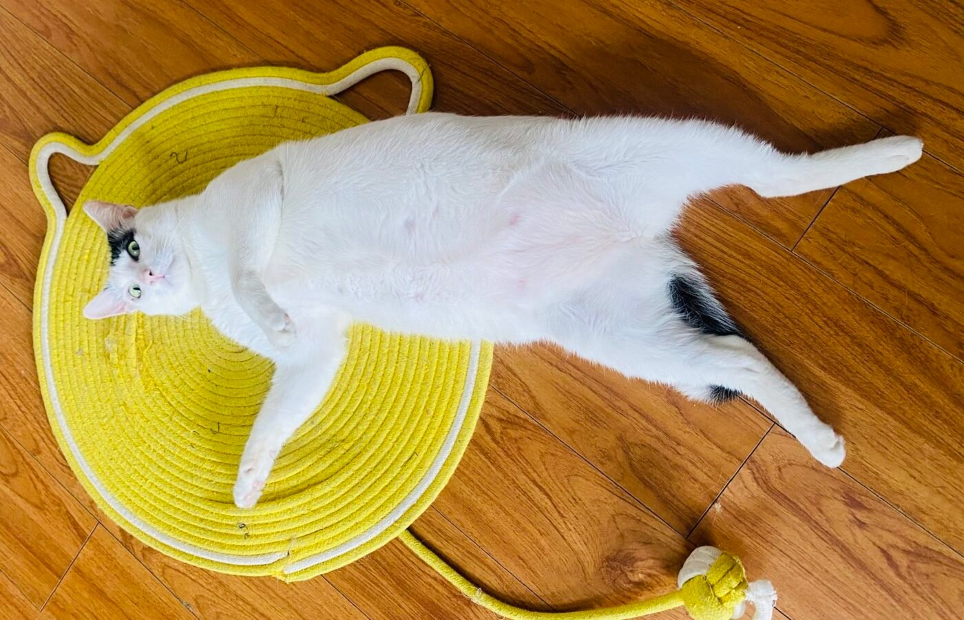 Weight Management in Cats: Why Obesity Is Hard to Reverse