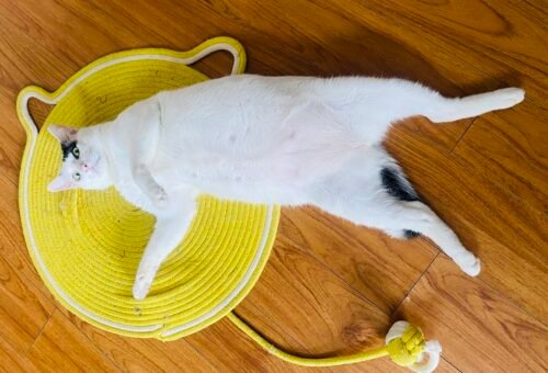 Weight Management in Cats: Why Obesity Is Hard to Reverse