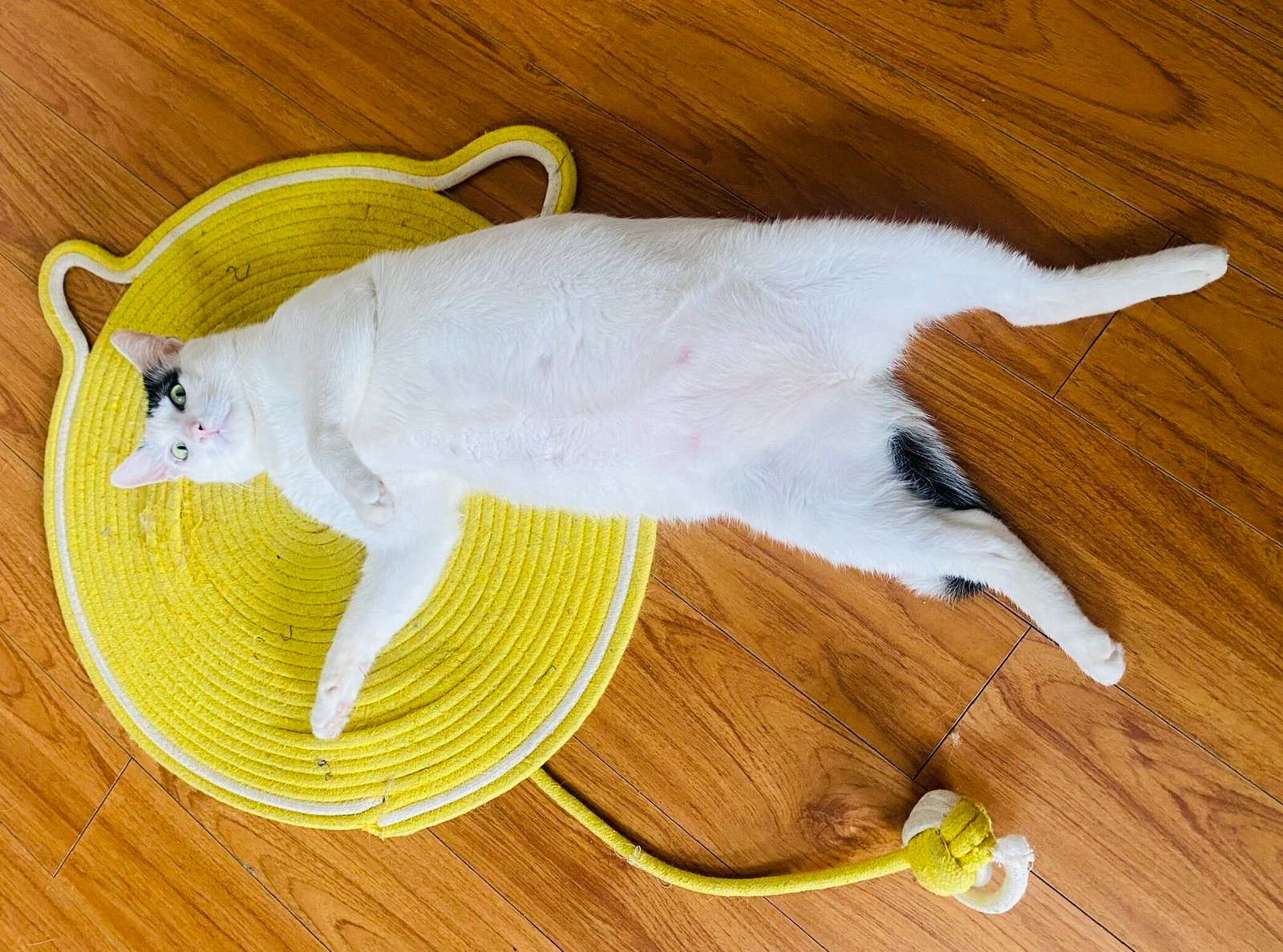 Weight Management in Cats: Why Obesity Is Hard to Reverse