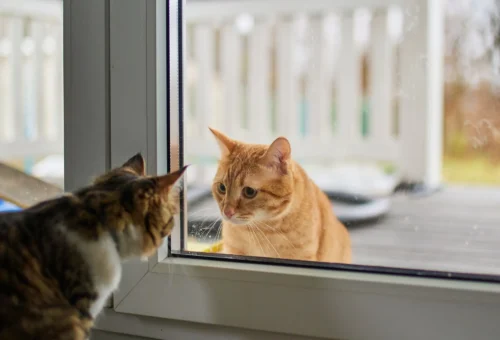 Indoor vs Outdoor Cat Nutrition: Do Their Needs Really Differ?