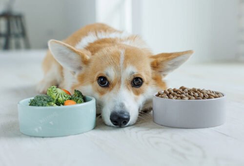 When Should You Change Your Dog’s Food? What Actually Matters