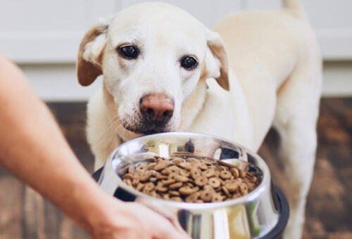 Adult Dog Maintenance: How Much Is “Enough” When There’s No One-Size-Fits-All Answer