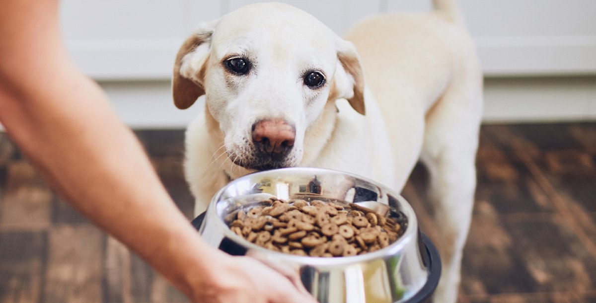 Adult Dog Maintenance: How Much Is “Enough” When There’s No One-Size-Fits-All Answer