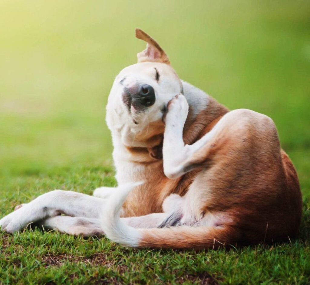 dog food for allergies and special nutritional needs