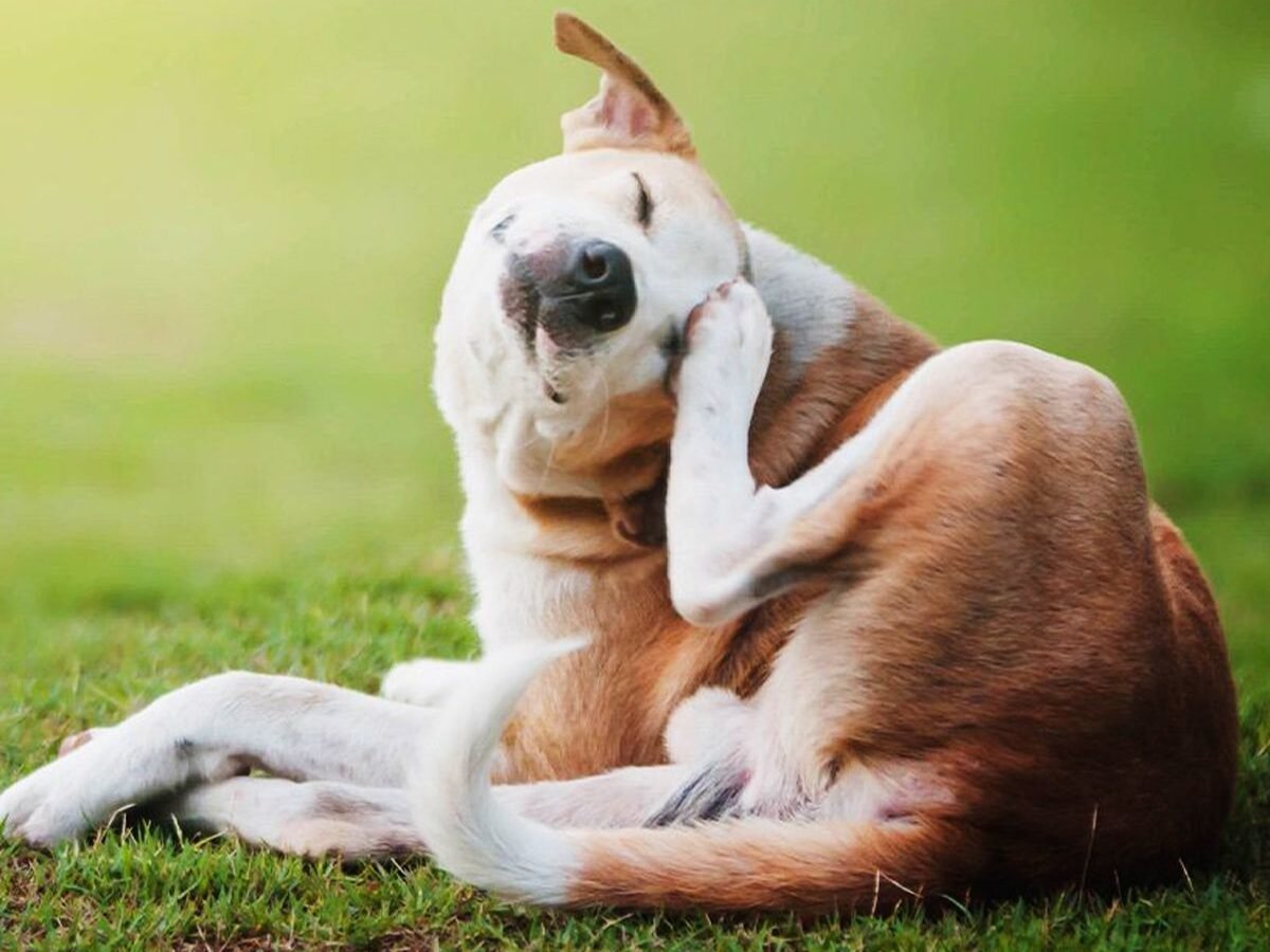 Dogs With Special Needs: Feeding Through Allergies, Sensitivities, and Weight Issues