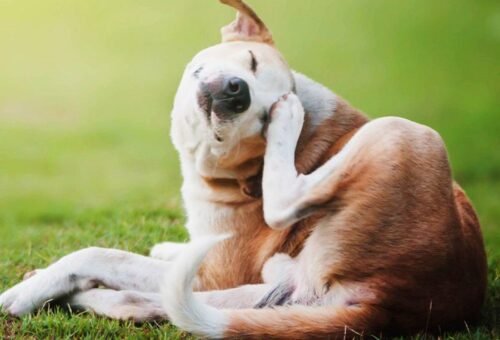 Dogs With Special Needs: Feeding Through Allergies, Sensitivities, and Weight Issues