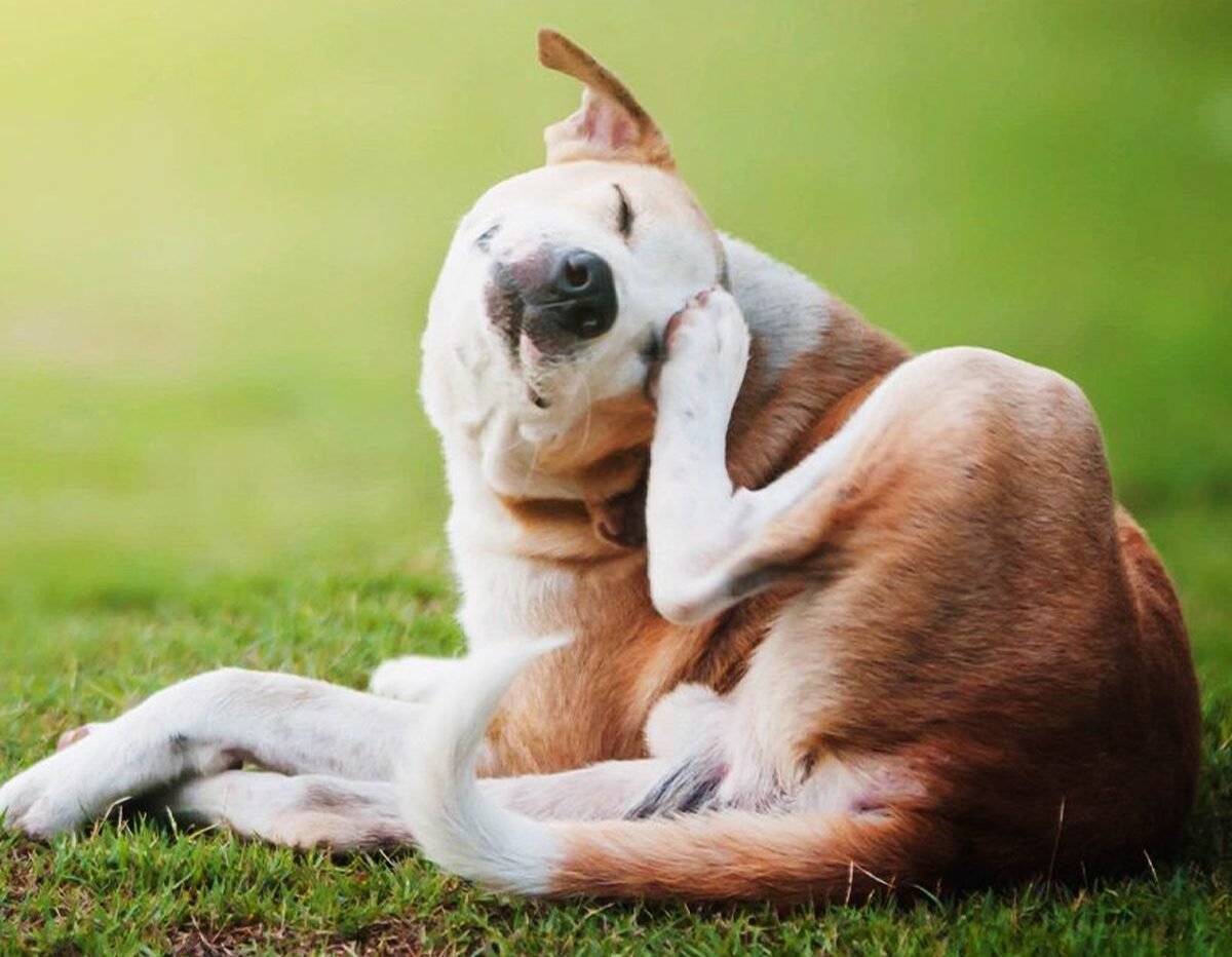 Dogs With Special Needs: Feeding Through Allergies, Sensitivities, and Weight Issues