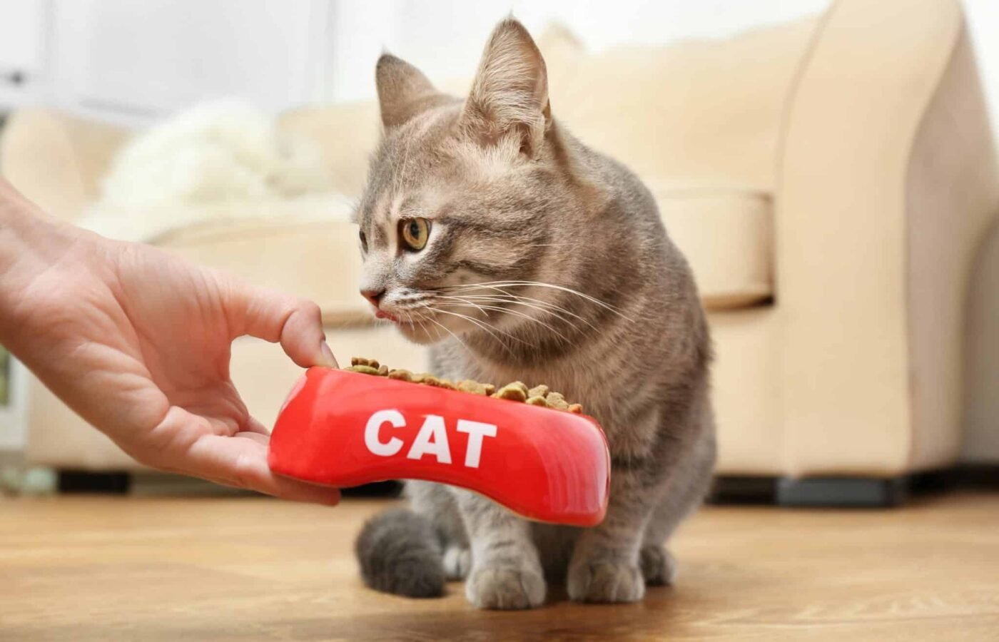 Why Cats Are Picky Eaters: The Biology Behind Food Neophobia
