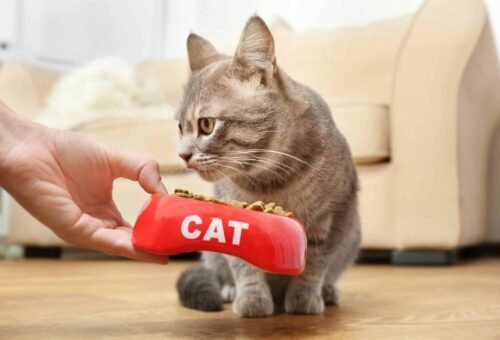 Why Cats Are Picky Eaters: The Biology Behind Food Neophobia