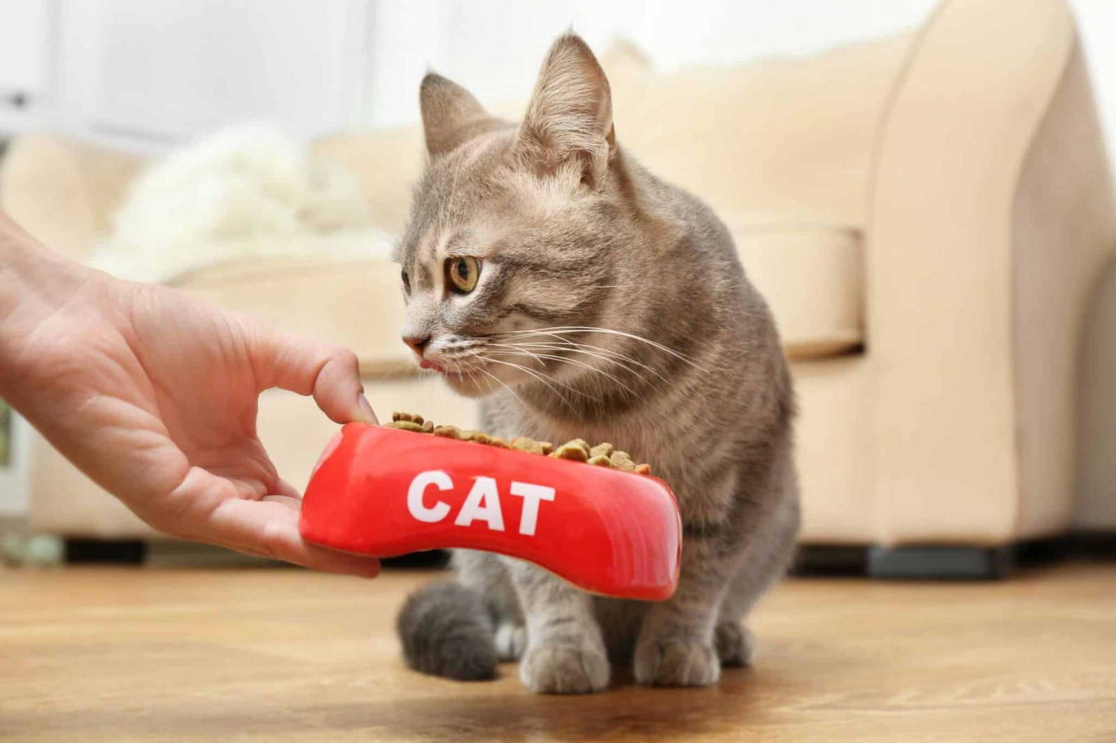 Why Cats Are Picky Eaters: The Biology Behind Food Neophobia