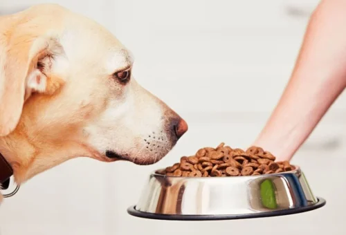 Reading a Dog Food Label Like a Nutritionist: What the Numbers Really Mean