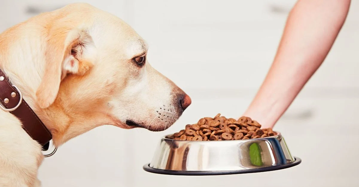Reading a Dog Food Label Like a Nutritionist: What the Numbers Really Mean