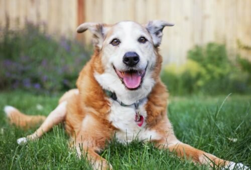 Senior Dogs and Changing Nutritional Needs: What Actually Changes After Age 7?