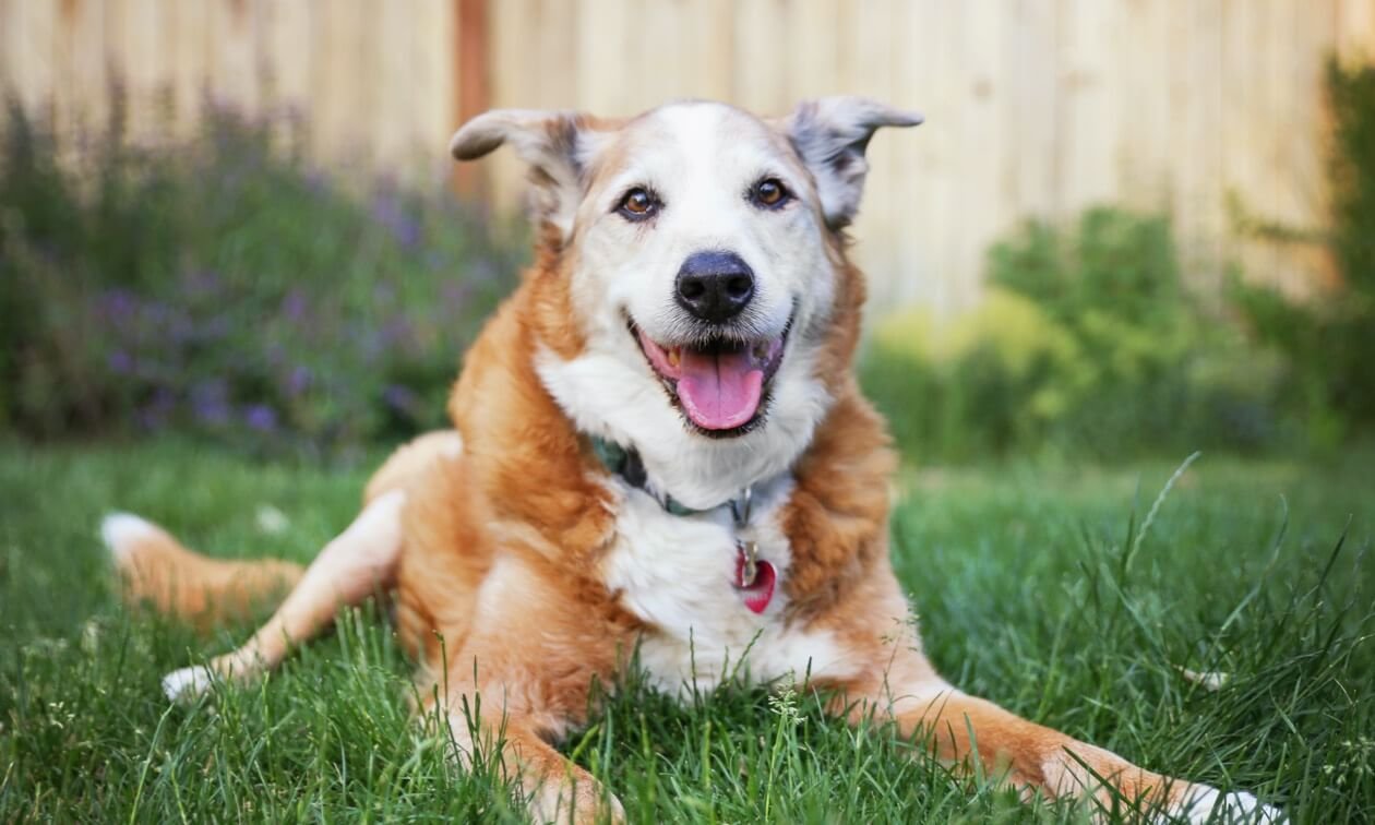Senior Dogs and Changing Nutritional Needs: What Actually Changes After Age 7?