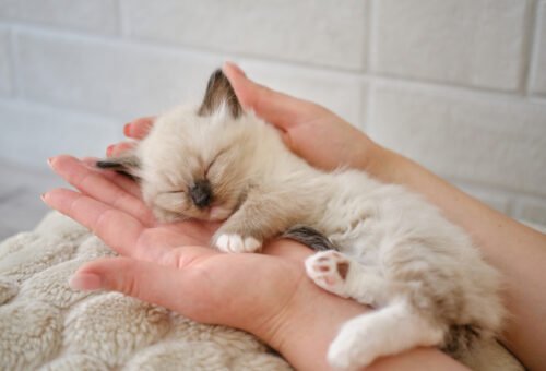 Kitten Nutrition: Building the Foundation in the First 12 Months
