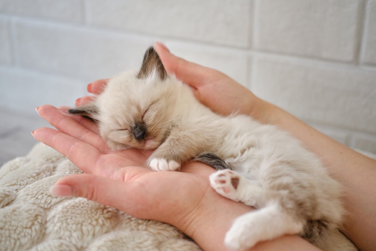 Kitten Nutrition: Building the Foundation in the First 12 Months