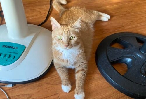 Senior Cats: How Nutritional Needs Change as Kidney and Metabolic Health Shift
