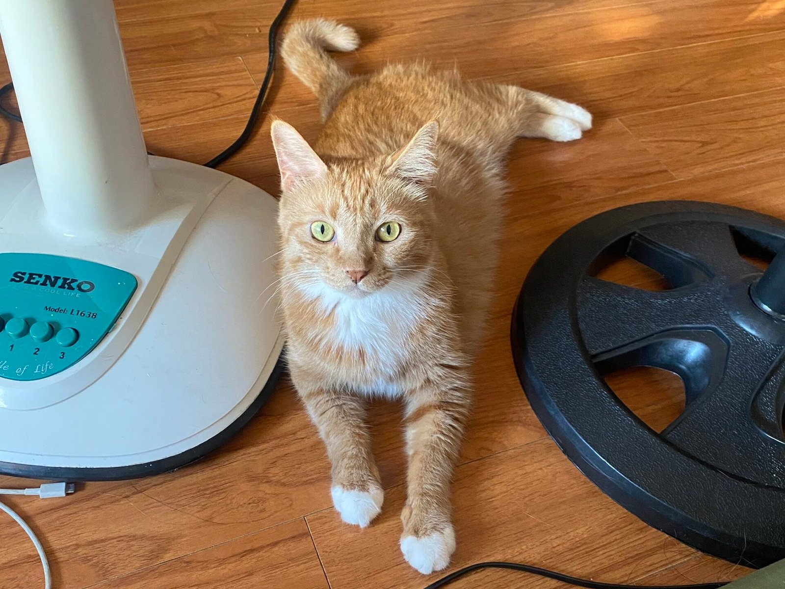 Senior Cats: How Nutritional Needs Change as Kidney and Metabolic Health Shift