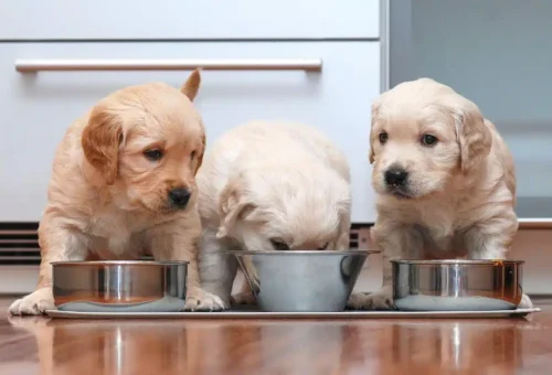 Best Dog Food for Different Life Stages: Puppy, Adult, and Senior Dogs