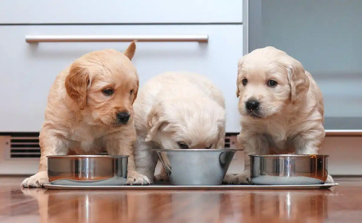 Best Dog Food for Different Life Stages: Puppy, Adult, and Senior Dogs