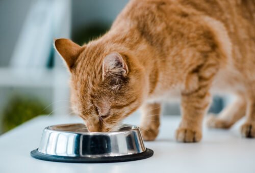 Essential Nutrients for Cats: A Simple Guide to Healthy Nutrition