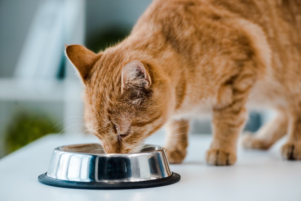 essential nutrients for cats