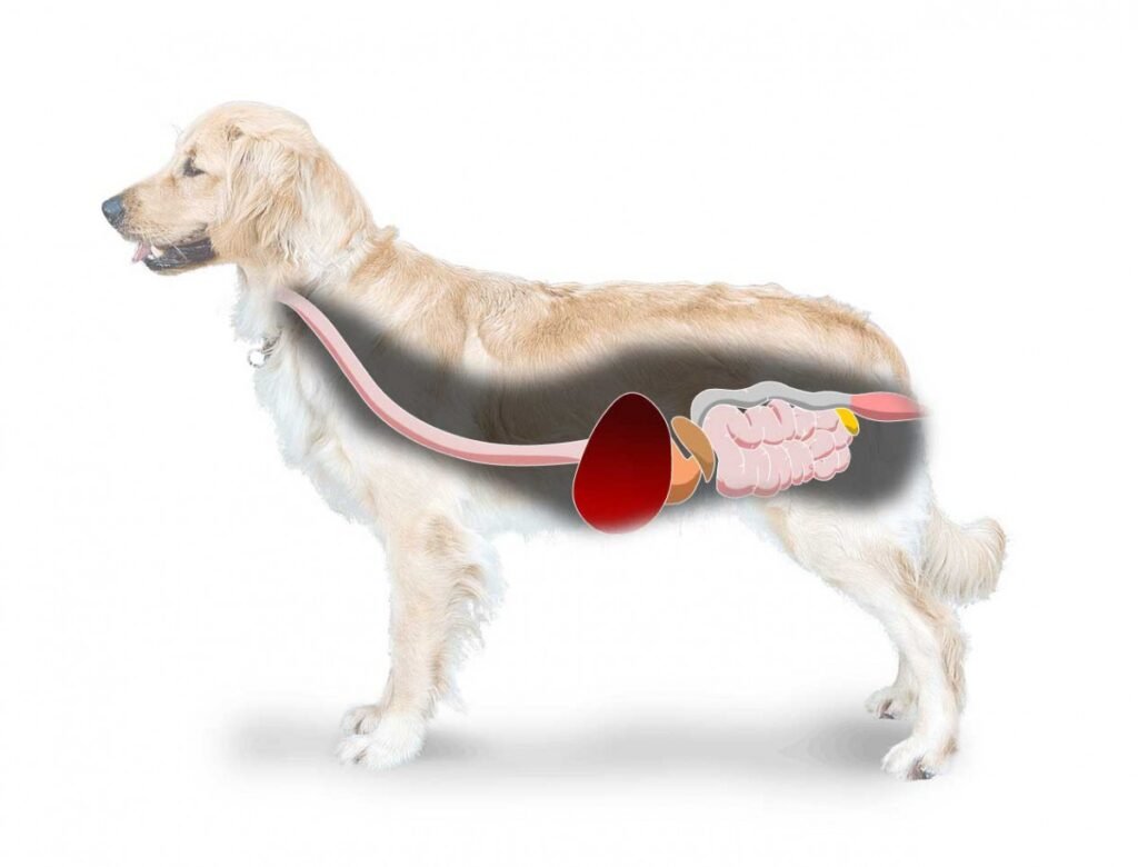 The Dog Gut Microbiome