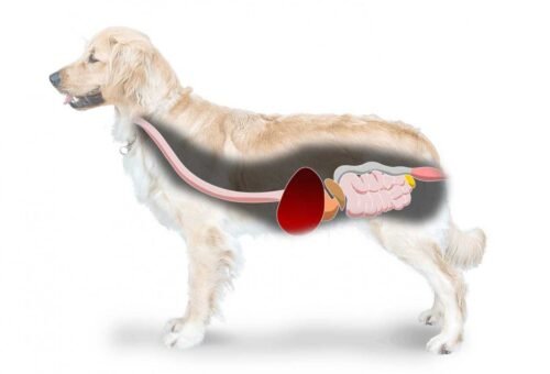 The Dog Gut Microbiome: How Food Choices Shape Digestive Health