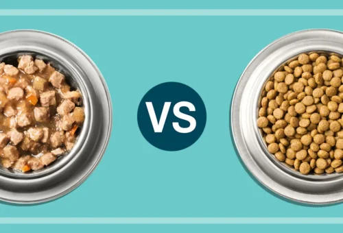 Wet vs. Dry Dog Food: Does Kibble vs. Canned Really Change Digestion?