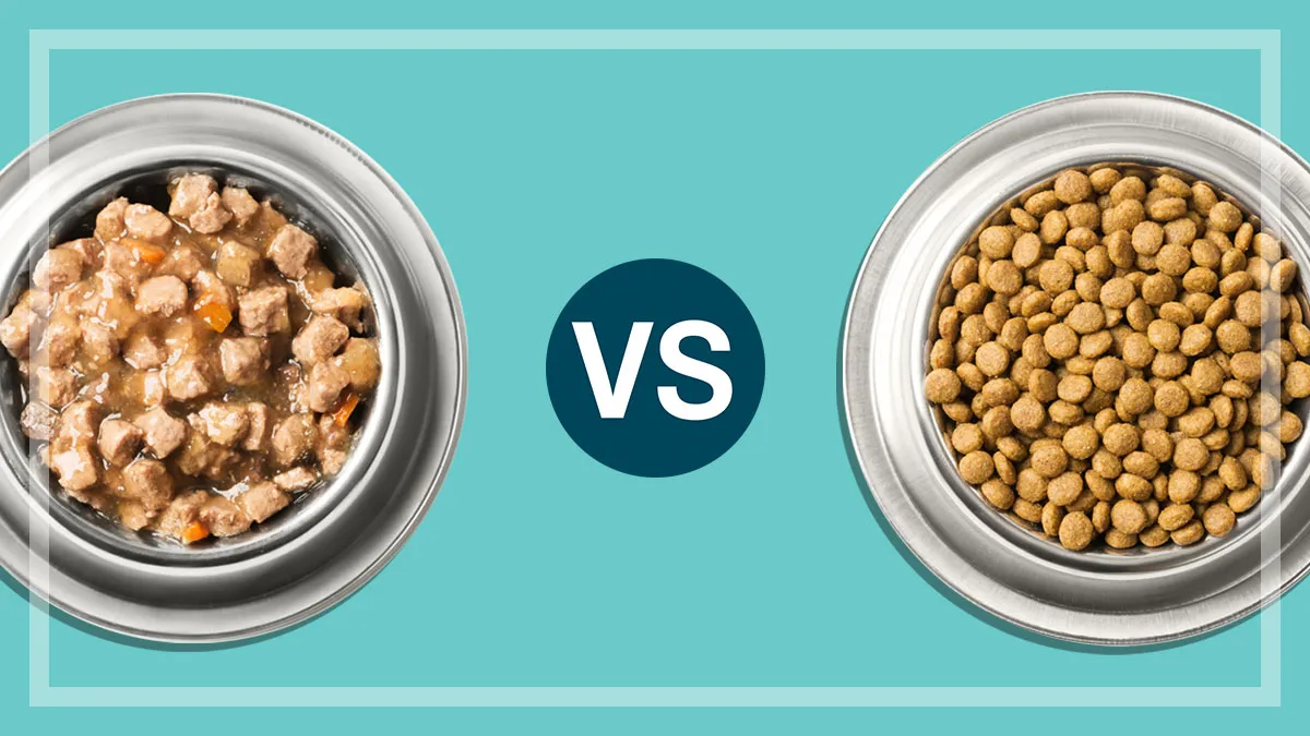 Wet vs. Dry Dog Food: Does Kibble vs. Canned Really Change Digestion?