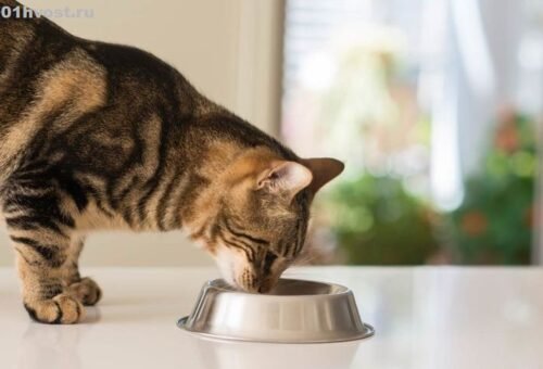 What Our Pets Can Teach Us About Feeding, Aging, and Paying Attention