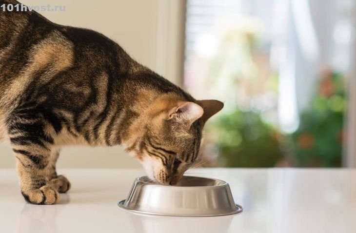 What Our Pets Can Teach Us About Feeding, Aging, and Paying Attention