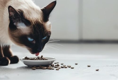 Common Cat Nutrition Myths: What’s Actually True?